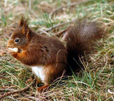 http://www.visindavefur.is/myndir/raudikorni_270607.jpg
