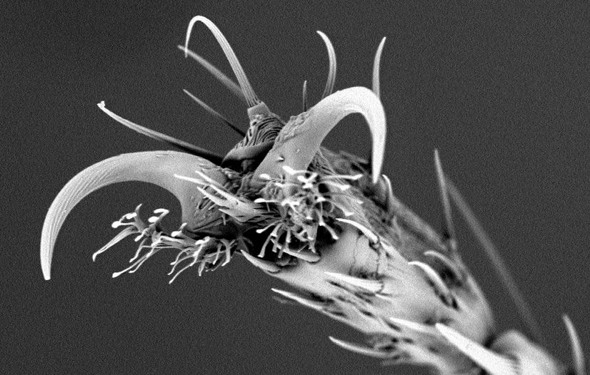 Sum skordýr nýta sér litlar klær sem þau hafa á fótunum til að ganga lóðrétt. Hér er smásjármynd af fót á ávaxtaflugu. Sum skordýr nýta sér litlar klær sem þau hafa á fótunum til að ganga lóðrétt. Hér er smásjármynd af fót á ávaxtaflugu.