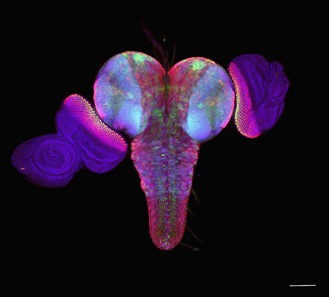 Heili úr ávaxtaflugulirfu. Heilafrumurnar eru litaðar bláar og mismunandi tegundir tauga eru litaðar í grænum og bleikum. Heili úr ávaxtaflugulirfu. Heilafrumurnar eru litaðar bláar og mismunandi tegundir tauga eru litaðar í grænum og bleikum.