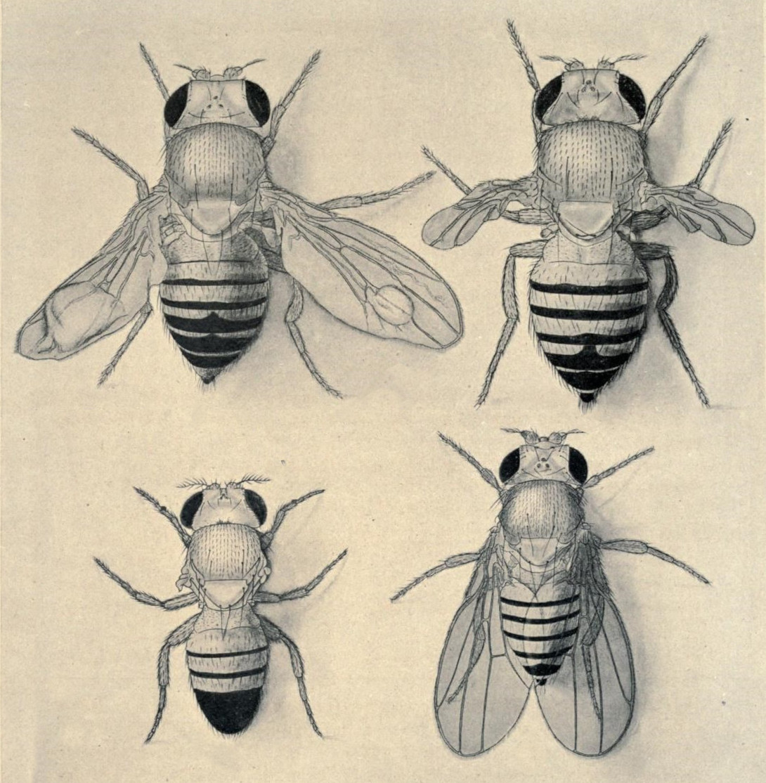 Ýmis stökkbrigði af ávaxtaflugum hafa verið búin til með auðþekkjanlegar svipgerðir. Gen með auðþekkjanlegar svipgerðir eru oft notuð sem svokölluð merkigen, það eru gen sem nota má til að þekkja með auðveldum hætti þá litninga sem eru til staðar í afkomendum úr skipulögðum æxlunum. Ýmis stökkbrigði af ávaxtaflugum hafa verið búin til með auðþekkjanlegar svipgerðir. Gen með auðþekkjanlegar svipgerðir eru oft notuð sem svokölluð merkigen, það eru gen sem nota má til að þekkja með auðveldum hætti þá litninga sem eru til staðar í afkomendum úr skipulögðum æxlunum.