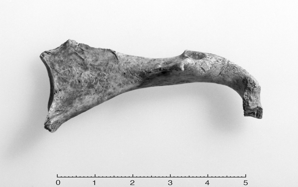 Á Íslandi hafa geirfuglsbein aðeins fundist í Reykjavík og á Útskálum á Miðnesi. Á Íslandi hafa geirfuglsbein aðeins fundist í Reykjavík og á Útskálum á Miðnesi.