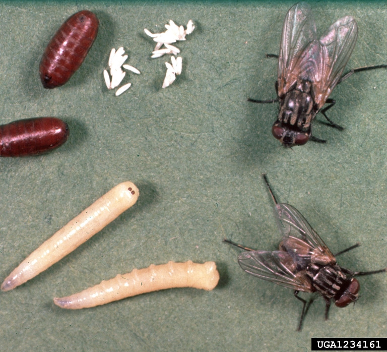 Húsfluga (<em>Musca domestica</em>) á mismunandi stigum; egg, lirfa, púpa og fullorðin. Húsfluga (<em>Musca domestica</em>) á mismunandi stigum; egg, lirfa, púpa og fullorðin.