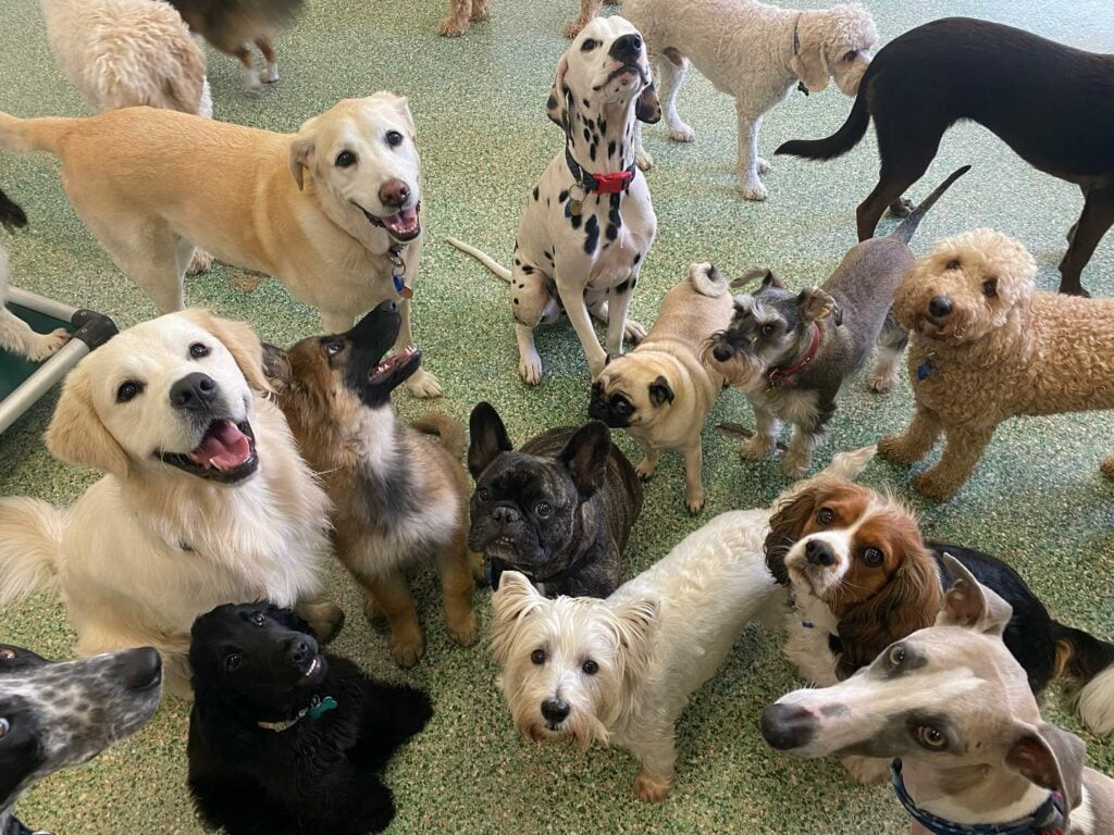 Stýrð ræktun til að ná fram ákveðnum eiginleikum hefur á mjög löngum tíma getið af sér mörg hundruð hundakyn. Hjá hreinræktuðum hundum hefur þetta bæði leitt til mikillar skyldleikaæxlunar og einnig hafa fjölmörg slæm einkenni erfst samhliða eftirsóttu einkennunum. Stýrð ræktun til að ná fram ákveðnum eiginleikum hefur á mjög löngum tíma getið af sér mörg hundruð hundakyn. Hjá hreinræktuðum hundum hefur þetta bæði leitt til mikillar skyldleikaæxlunar og einnig hafa fjölmörg slæm einkenni erfst samhliða eftirsóttu einkennunum.