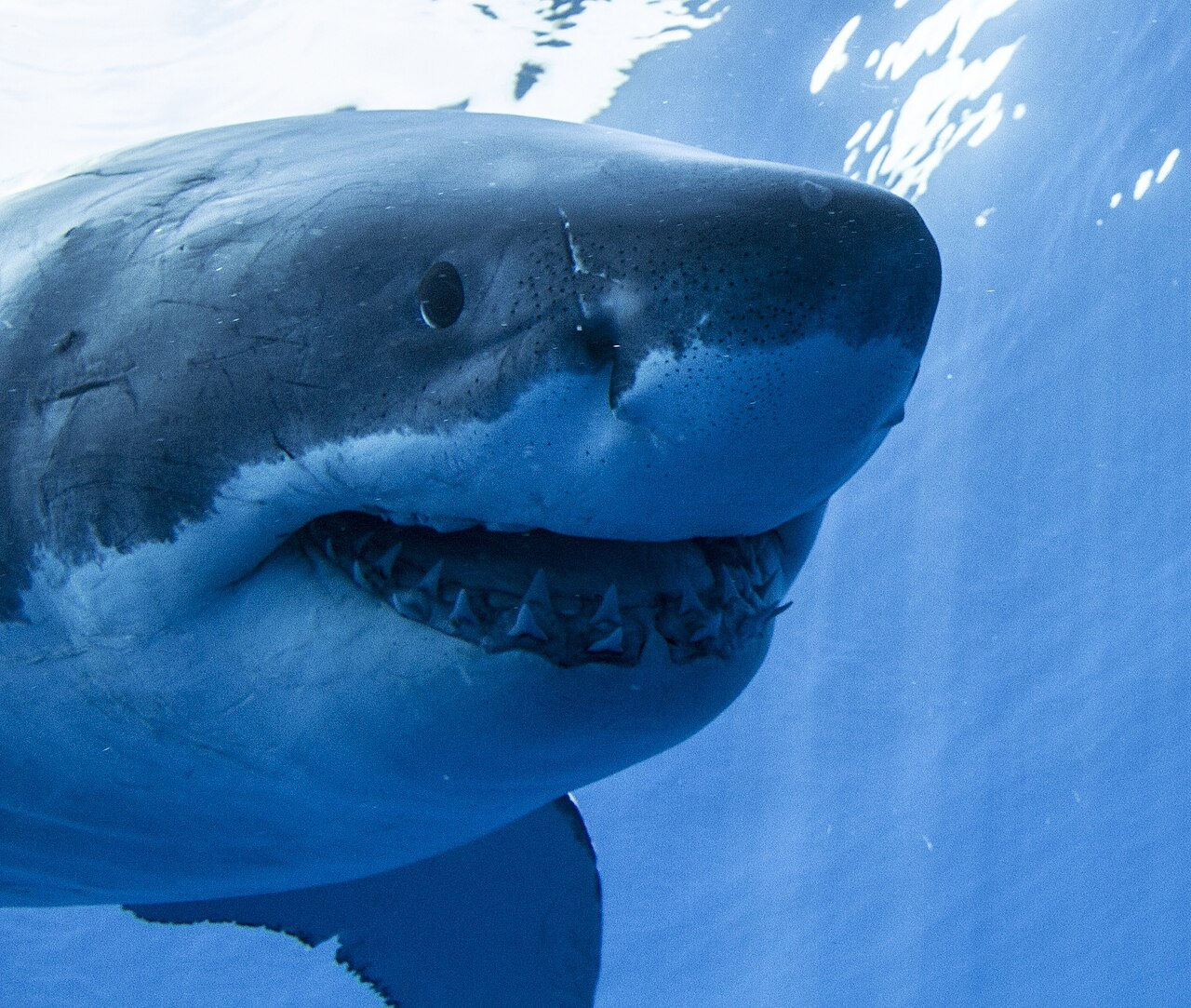 Stærstu tennur hvítháfa (<em>Carcharodon carcharias</em>) geta orðið um eða yfir 6 cm langar og eru líklega stærstu tennur núlifandi hákarla. Stærstu tennur hvítháfa (<em>Carcharodon carcharias</em>) geta orðið um eða yfir 6 cm langar og eru líklega stærstu tennur núlifandi hákarla.