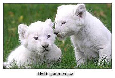 hvítir ljónahvolpar