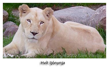 hvít ljónynja