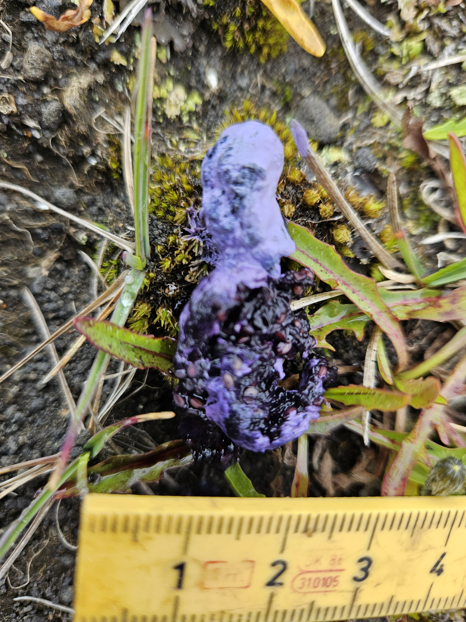 Fuglaskítur á Surtsey fullur af plöntufræjum.