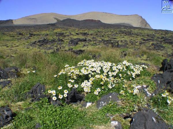 Hvernig fara plöntur að því að berast langar vegalengdir?