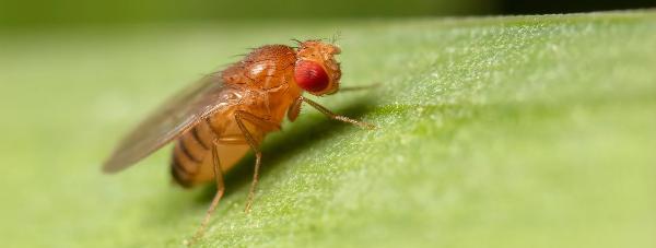 Af hverju eru ávaxtaflugur svona oft notaðar í vísindatilraunum?