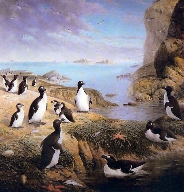 Hvar hafa bein geirfugla fundist á Íslandi?
