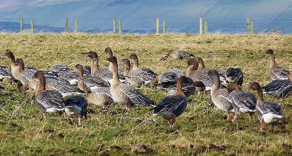 Koma farfuglar fyrr til landsins nú en áður?