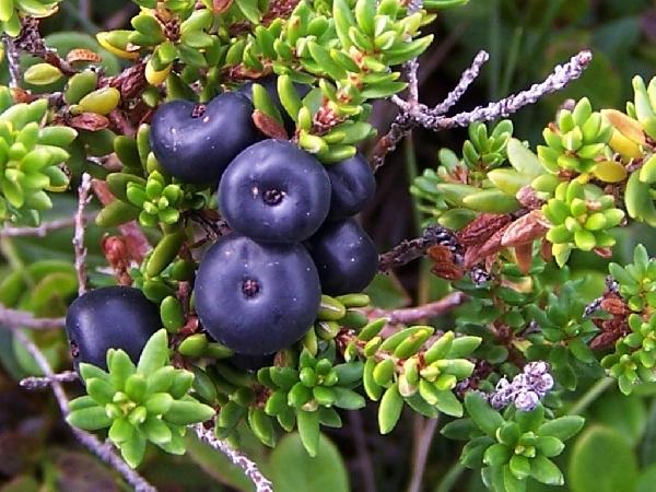 Hafa einhverjir ávextir vaxið hér án íhlutunar mannsins?