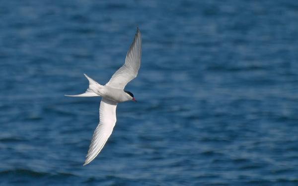 Kemur krían fyrr og fyrr til landsins?