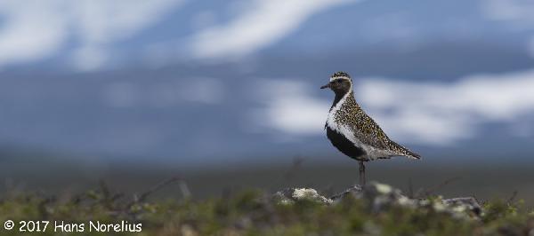 Hefur lóan alltaf komið á sama tíma til landsins?