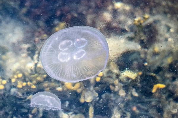 Hvað eru til margar tegundir af holdýrum? 