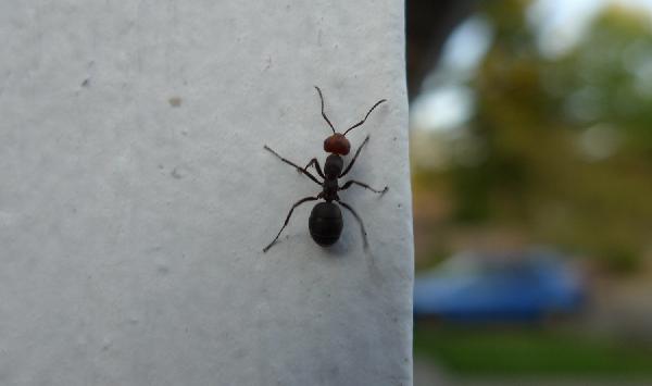 Hvernig fara pöddur og skordýr að því að ganga upp lóðrétta veggi?