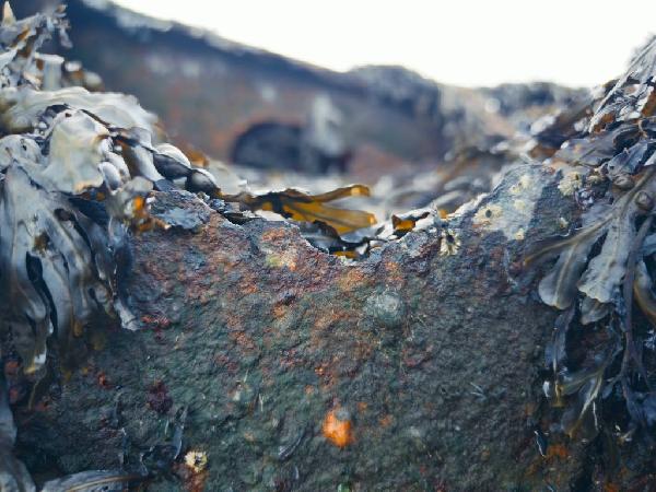 Hvaða skipsflak liggur í fjörunni fyrir neðan Fossvogskirkjugarð?