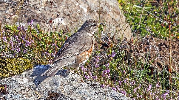 Hvaða hlutverki gegnir karlfugl skógarþrasta á varptímanum?
