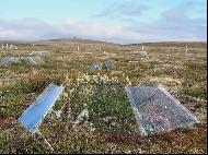 Hvernig er líklegt að gróðurfar verði á Íslandi í lok aldarinnar?